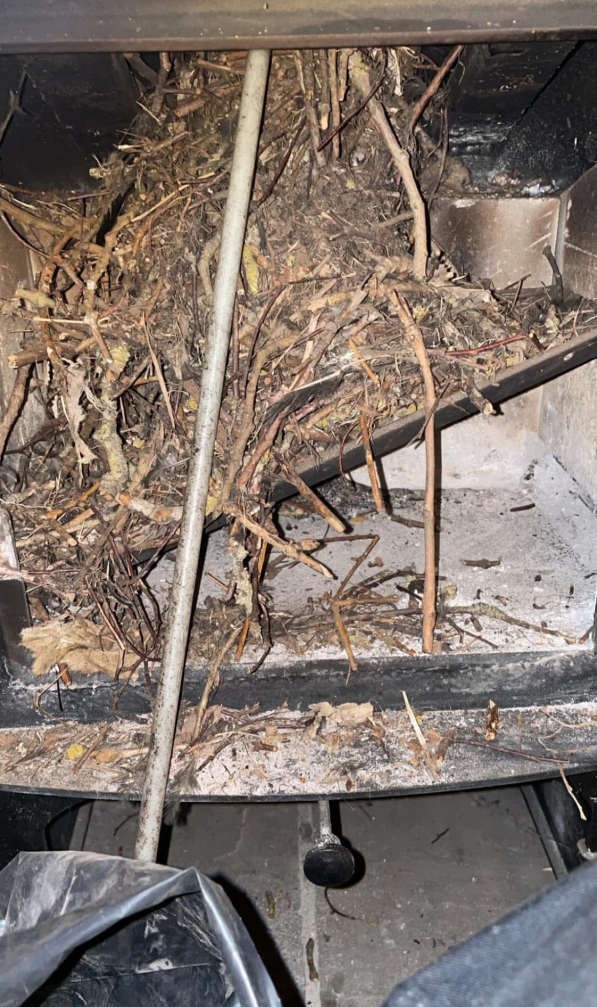 Soot and debris cleared from a chimney during nest removal